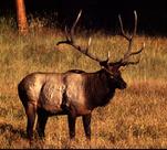 Elk hunting new mexico chama